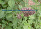 Do pó chinês da erva de Salvia Miltiorrhiza Danshen vermelho alaranjado 568-72-9 fornecedor