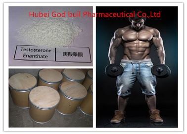 China 315-37-7 esteroide anabólico da testosterona farmacêutica, pó legal de Enanthate da testosterona fornecedor