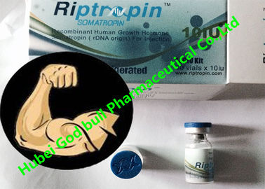 China Halterofilismo 100iu de Hgh da hormona de crescimento humano de Riptropin/entrega cofre forte do jogo fornecedor